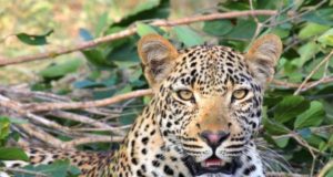 A Leopard Never Changes his Spot