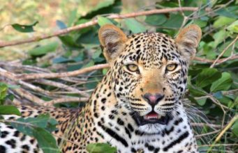 A Leopard Never Changes his Spot