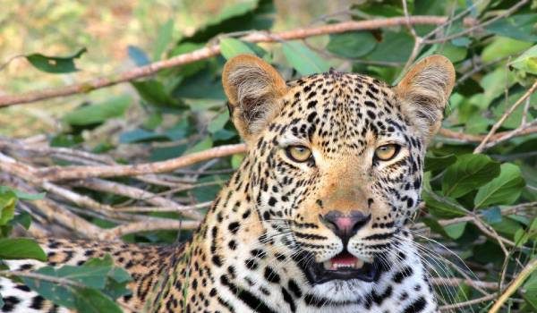 A Leopard Never Changes his Spot